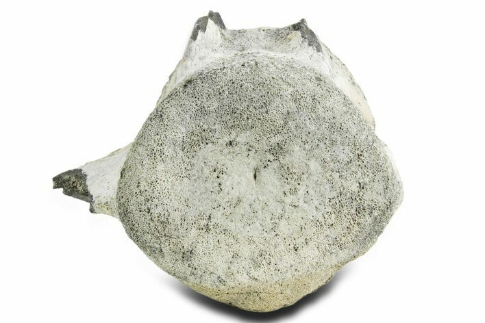 Fossil Whale Lumbar/Caudal Vertebra - Yorktown Formation #362076